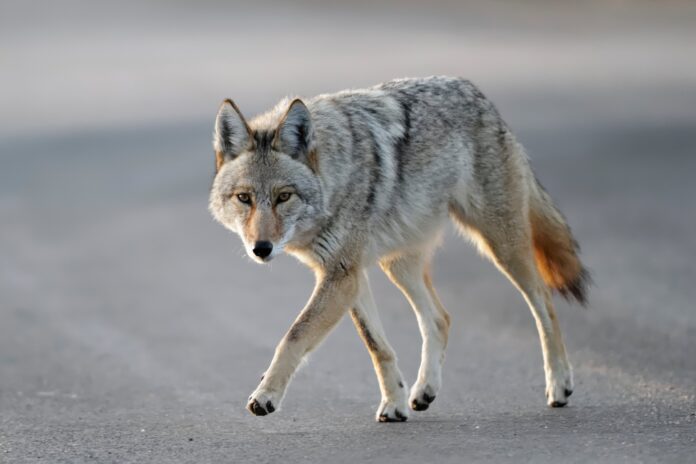 Breaking News: Yet another coyote attack in Vancouver’s Stanley Park